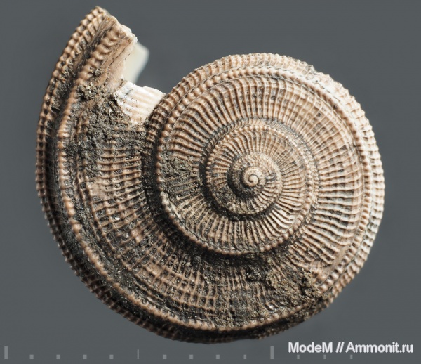 Bathrotomaria buvignieri, Gastropoda