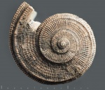 Bathrotomaria buvignieri (?)