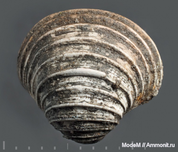 Trautscholdia