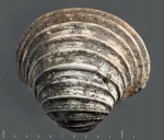 Створка Trautscholdia sp. из Песков