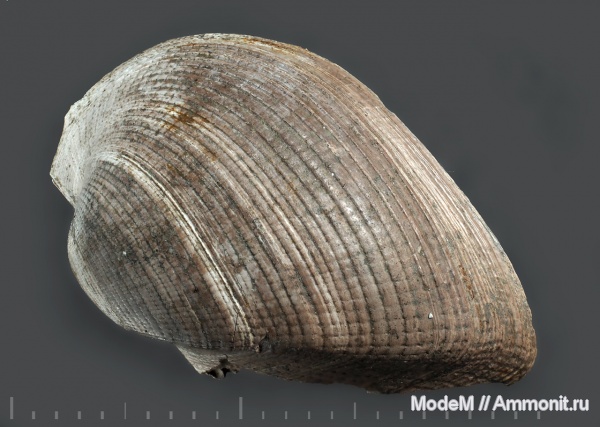 Grammatodon