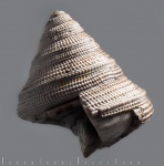 Bathrotomaria sp. из Песков