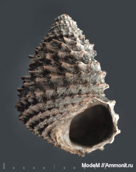 Metriomphalus
