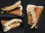 Костяной Tiktaalik