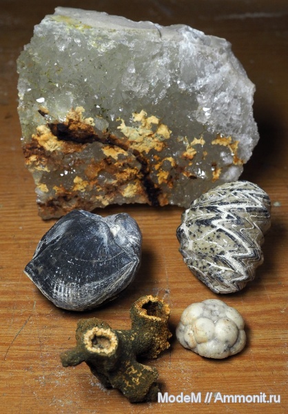 Choristites, Enteletes, Choristites mosquensis, Crinoidea, Enteletes lamarckii