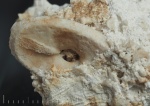 Членик морской лилии Platyplateium
