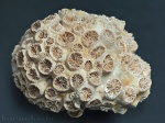 Tarbellastrea conoidea из Венгрии
