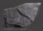Верхняя часть вайи Alethopteris
