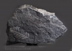 Alethopteris