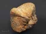 Licharewia sp.