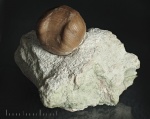 Porambonites sp.