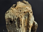 Фрагмент коралла Thamnasteria sp.