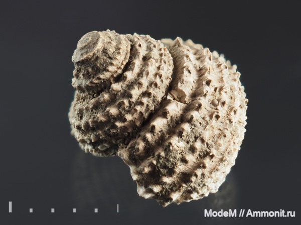 Gastropoda