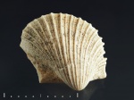 Oxytoma sp.