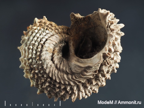Gastropoda