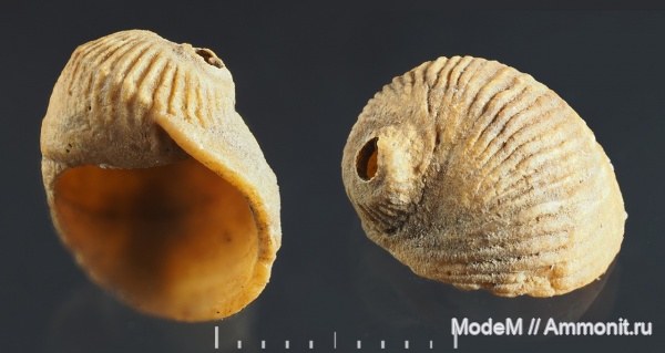 Gastropoda