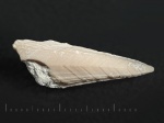 Карина усоногого рака