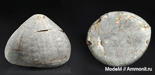 Echinoidea