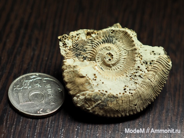 Kosmoceras