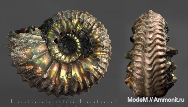 Cardioceras