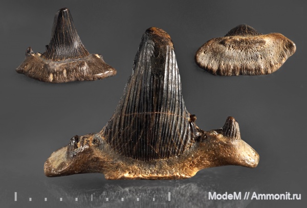 Stethacanthus