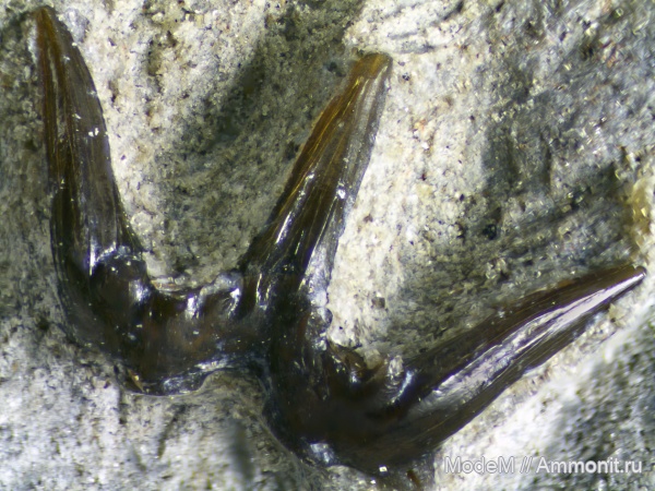 Heslerodus