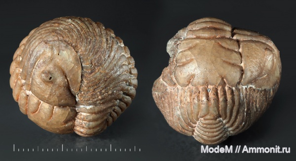 Pliomera, Pliomera fischeri