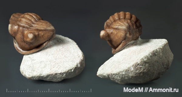 Asaphus, Asaphus kotlukovi