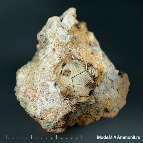 Echinoencrinites