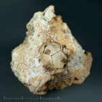 Echinoencrinites из Бабино