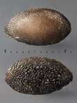 Sandalodus sp.