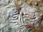 Keyserlingina sp.