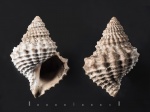 Gerasimovcyclus sp. (?) из Тимонино