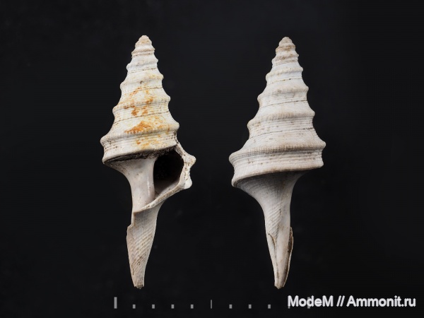 Dicroloma