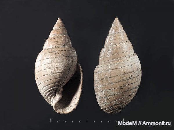 Tornatellaea, Tornatellaea frearsiana