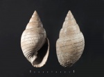 Tornatellaea frearsiana из Тимонино