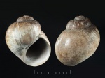 Naricopsina sp. из Тимонино