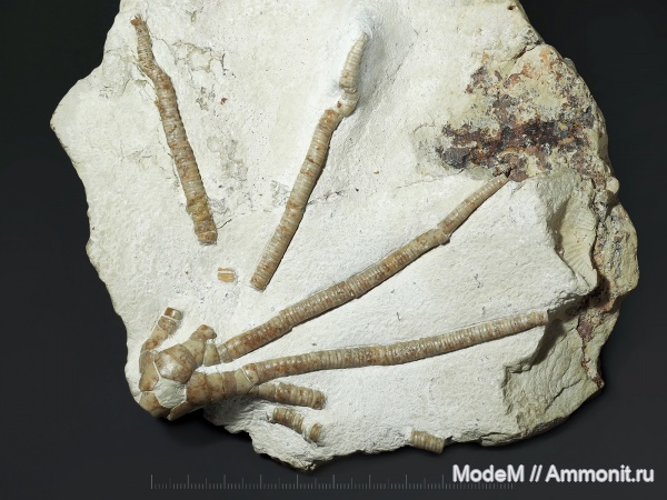 Moscovicrinus, Moscovicrinus multiplex