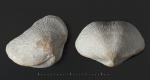 Schizophoria sp.