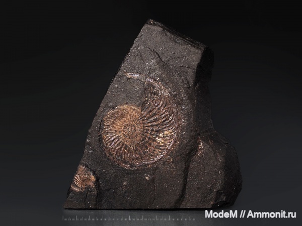 Amoeboceras