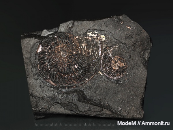 Amoeboceras, Amoeboceras ilovaiskii