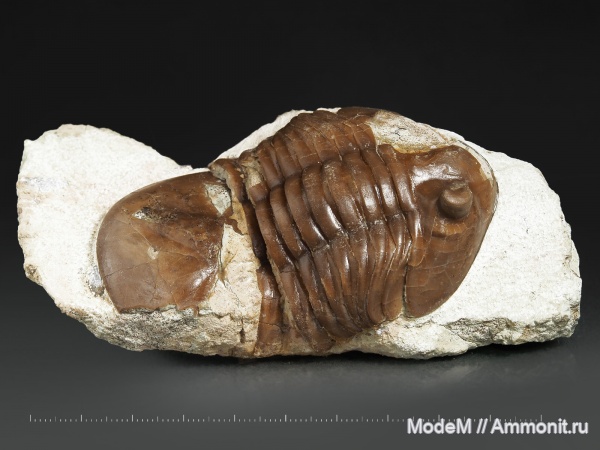 Asaphus