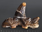 Cladodus?