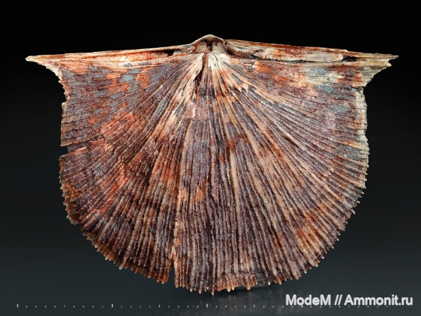 Schuchertella
