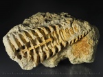 Actinocerida