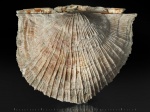 Крупная Schuchertella radialis