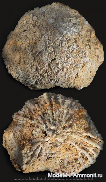 Actinocyathus