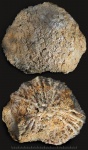 Actinocyathus (?)