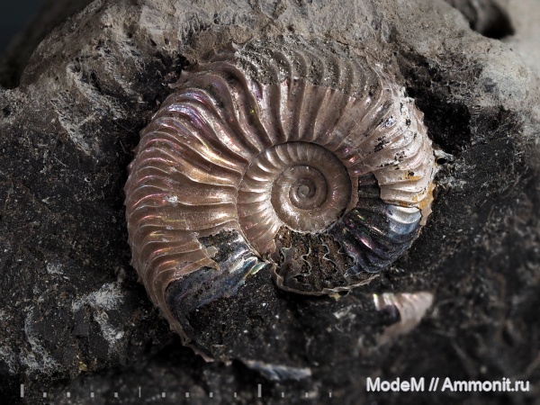 Cardioceras
