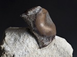Copodus из Заборья